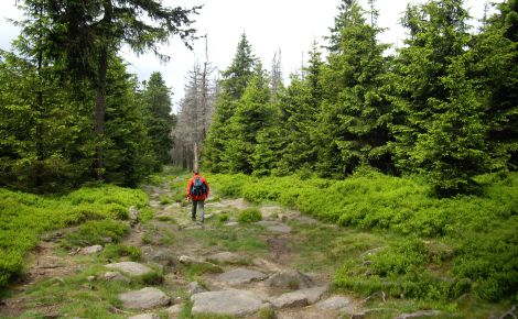 Wandern im Harz